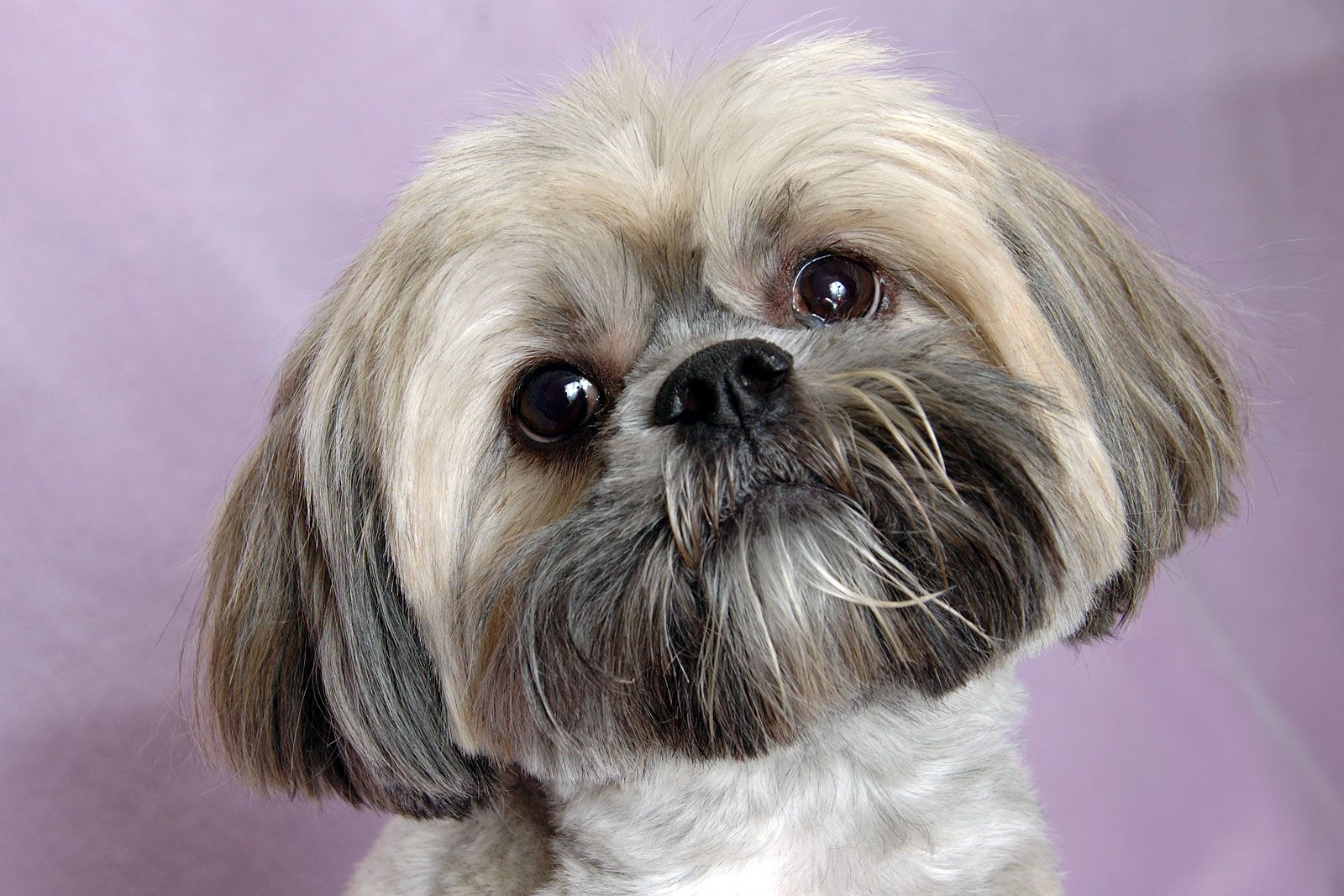 Lhasa Apso 3
