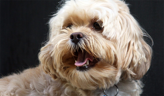 Lhasapoo 1
