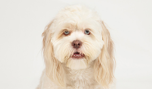 Lhasapoo 3