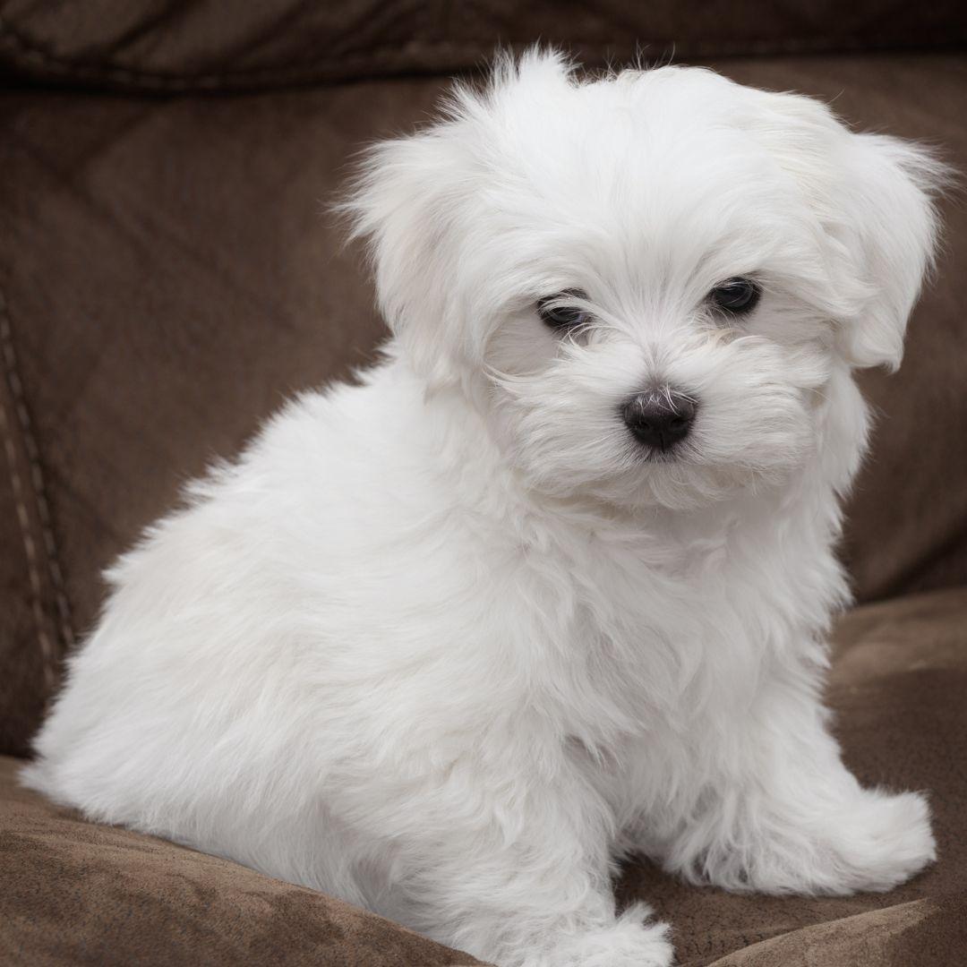 Maltese 1