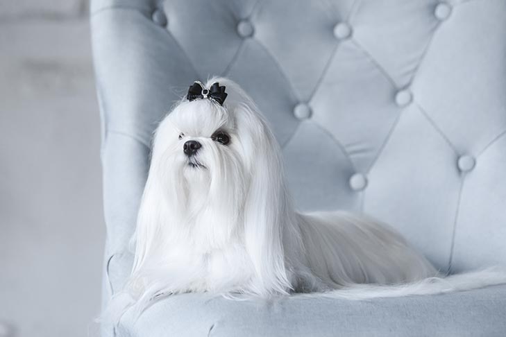Maltese 2