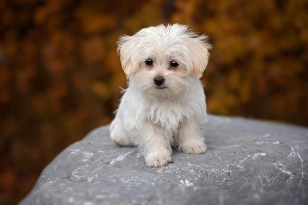 Maltese 3