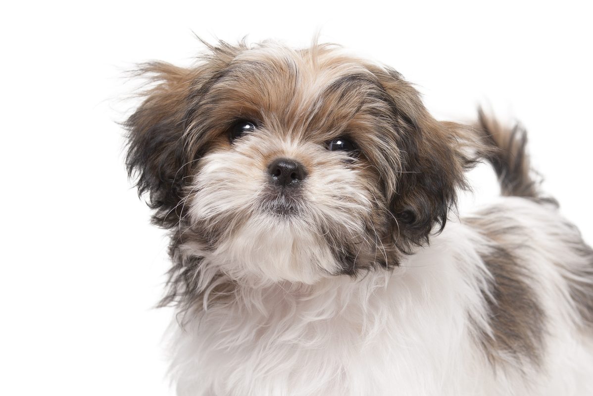 Maltese Shih Tzu 1