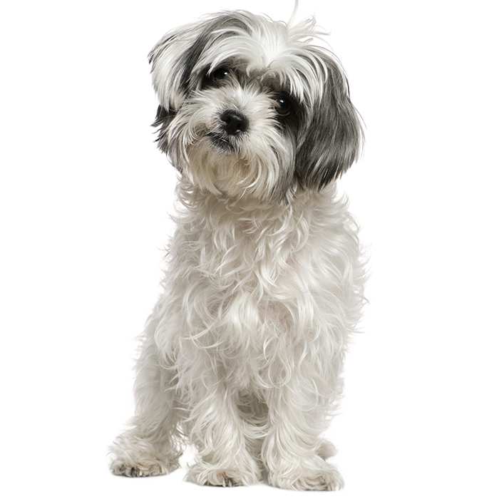 Maltese Shih Tzu 2
