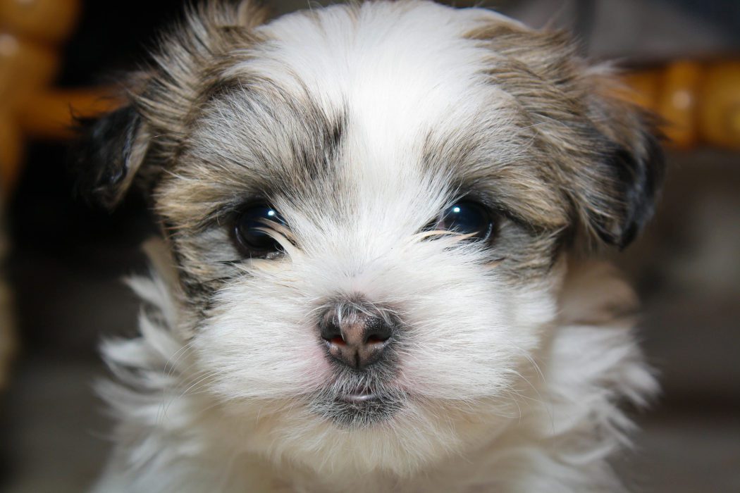 Maltese Shih Tzu 3