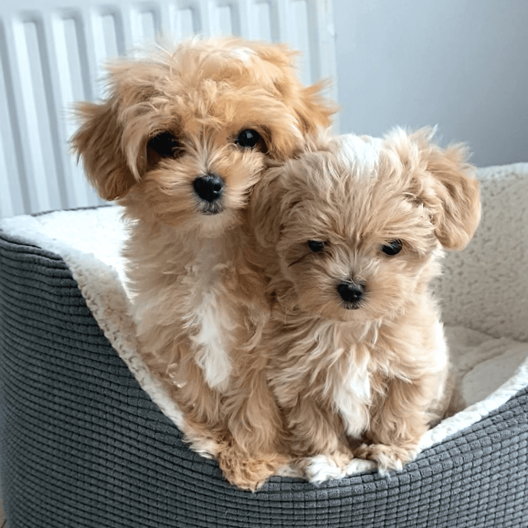 Maltipoo 1
