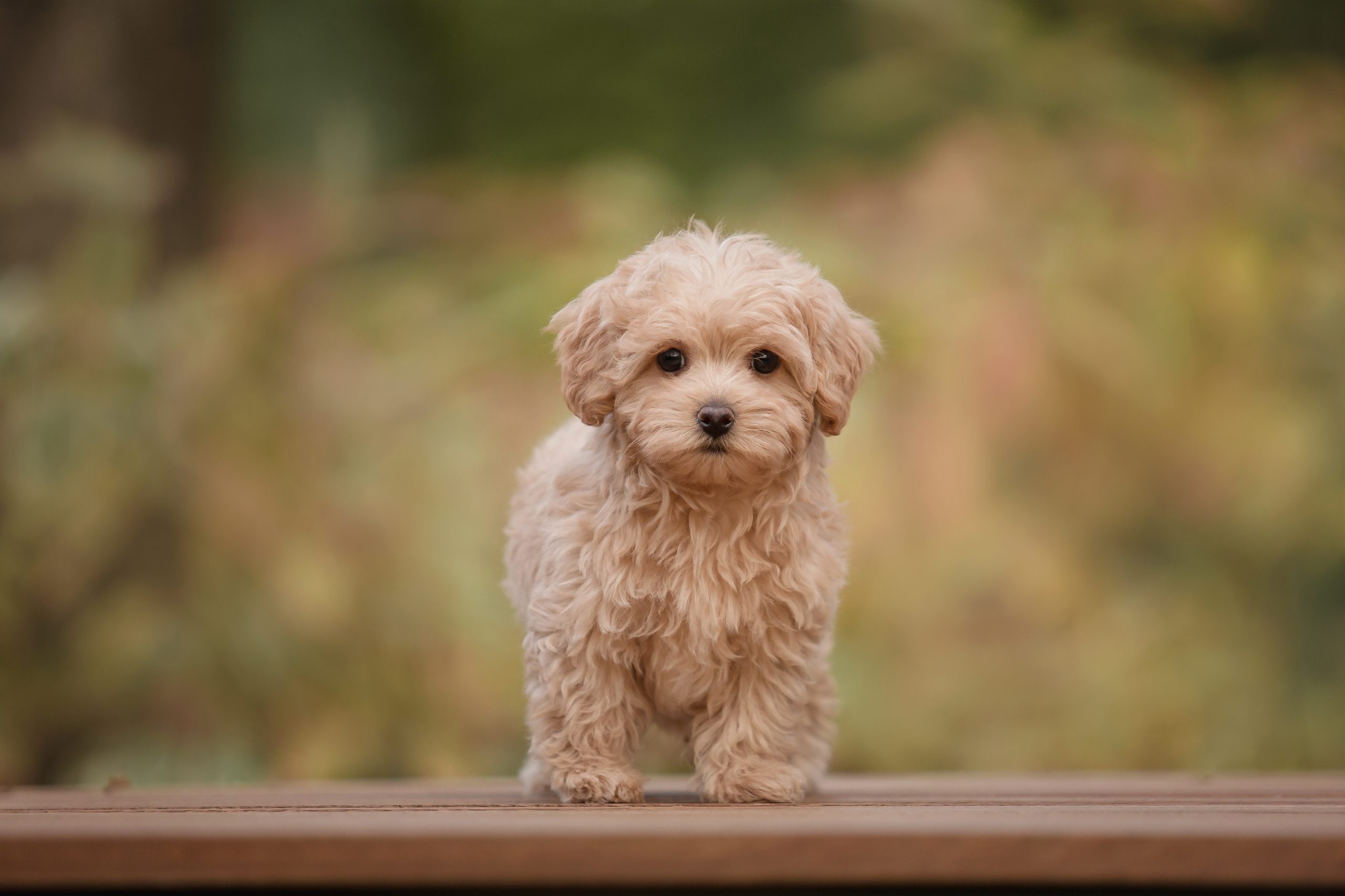 Maltipoo 2