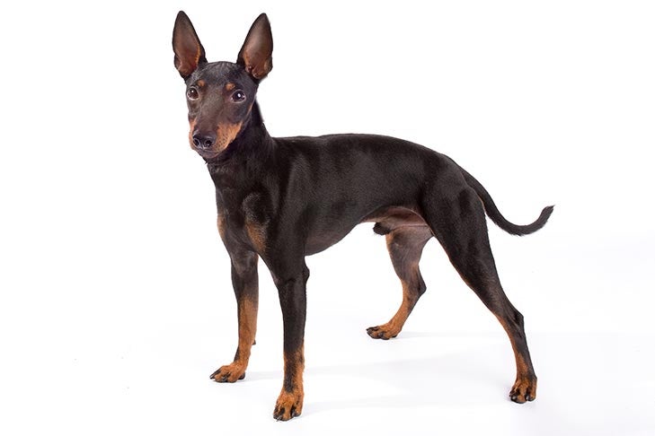 Manchester Terrier 2