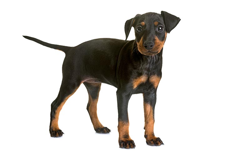 Manchester Terrier 3