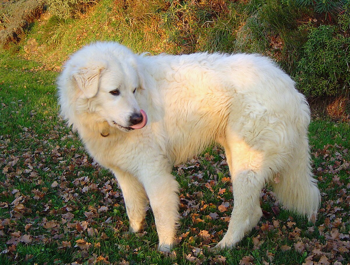 Maremma Sheepdog 1