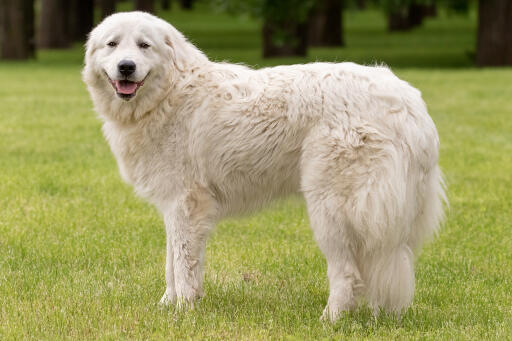 Maremma Sheepdog 2