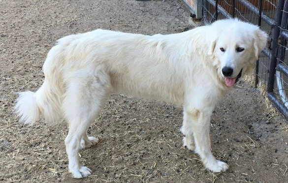 Maremma Sheepdog 3