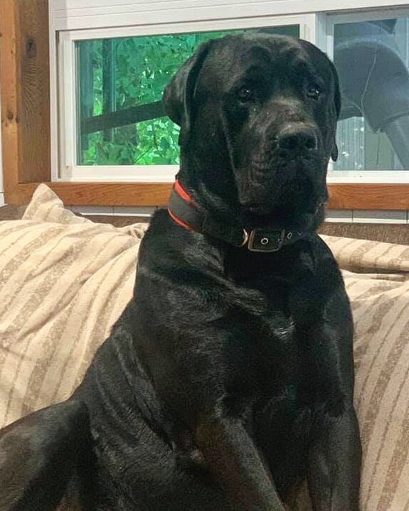 Mastador 1