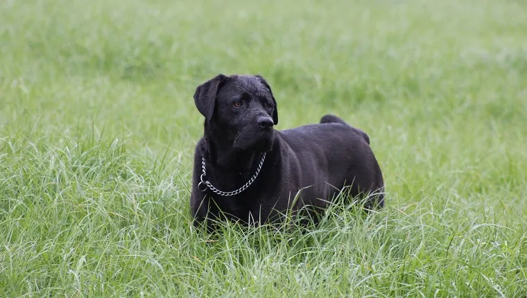 Mastador 2