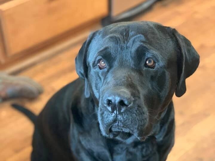 Mastador 3