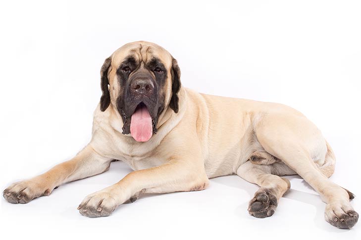 Mastiff 1