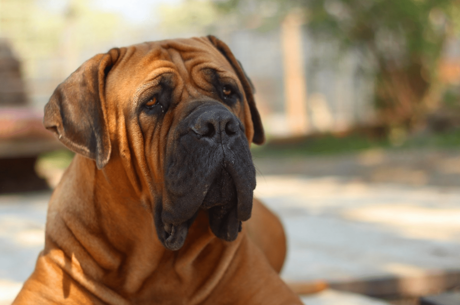 Mastiff 2