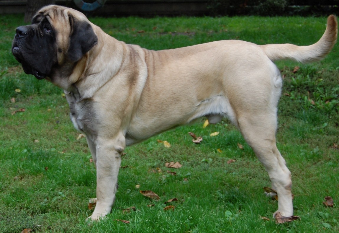 Mastiff 3