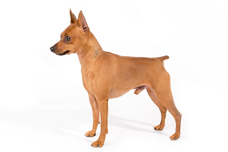 Miniature Pinscher 1