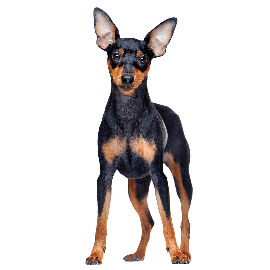 Miniature Pinscher 3