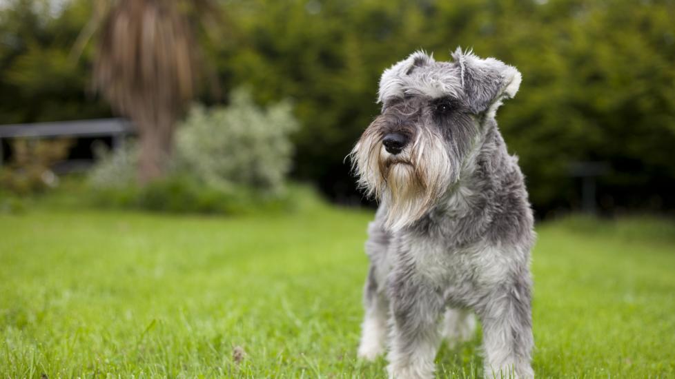Miniature Schnauzer 1