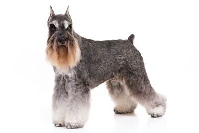 Miniature Schnauzer 2