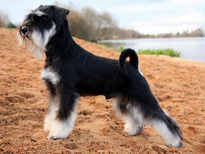 Miniature Schnauzer 3