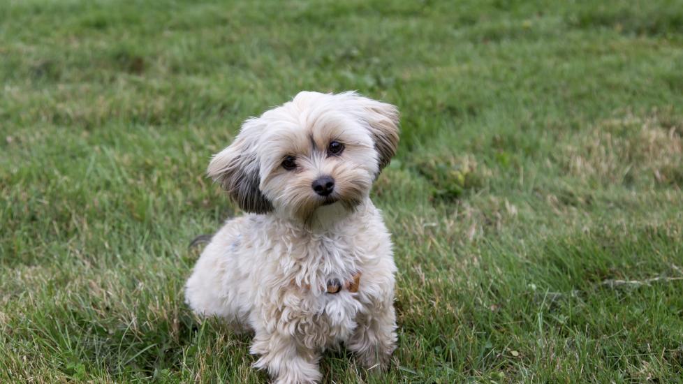 Morkie 1