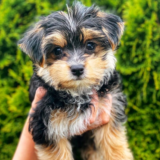 Morkie 2