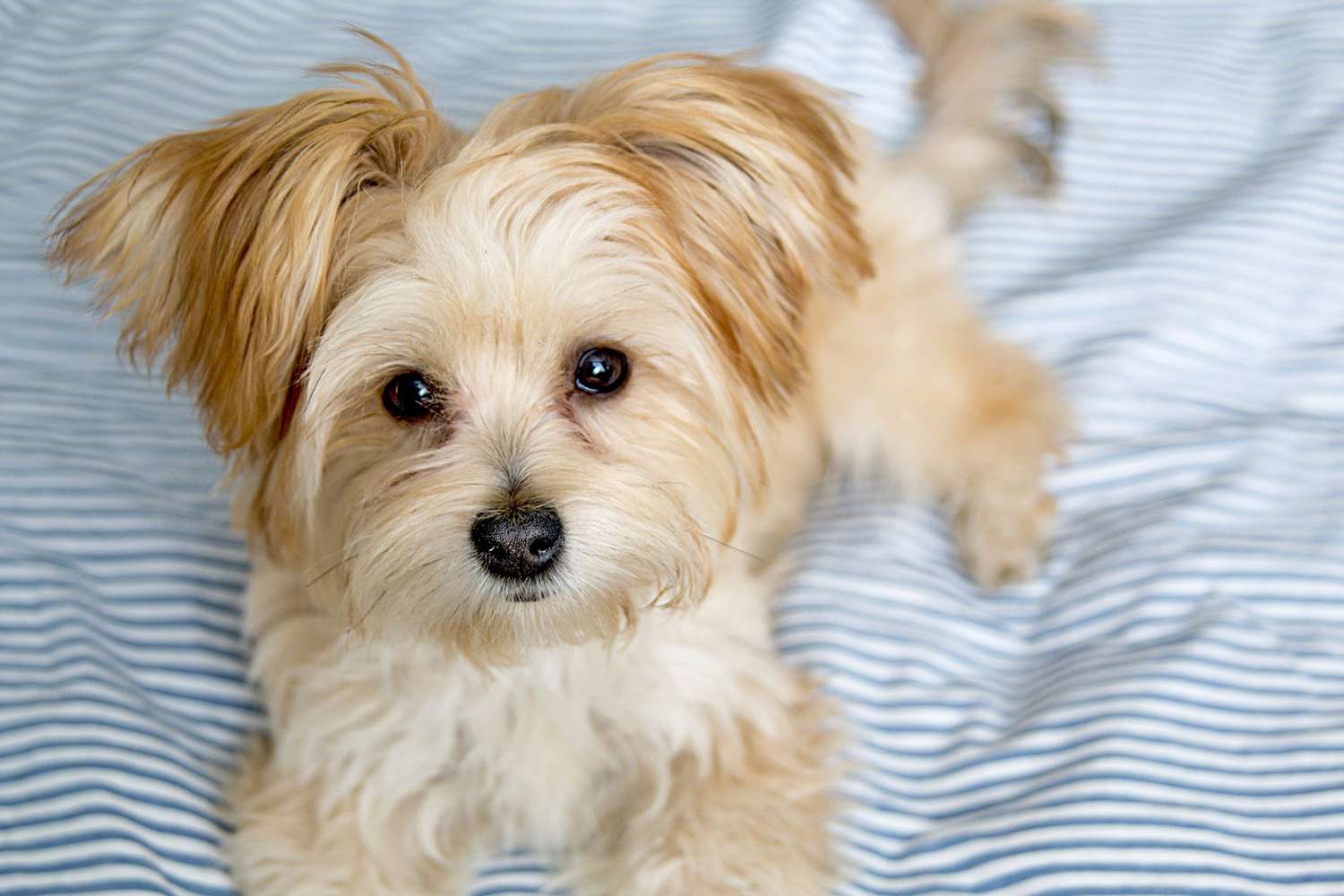 Morkie 3