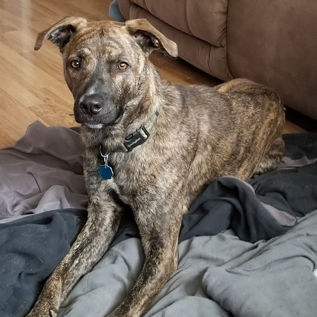 Mountain Cur 1
