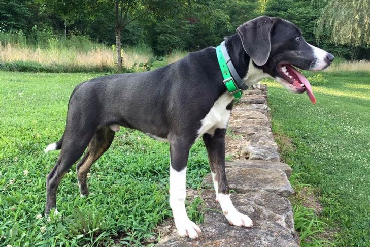 Mountain Cur 2