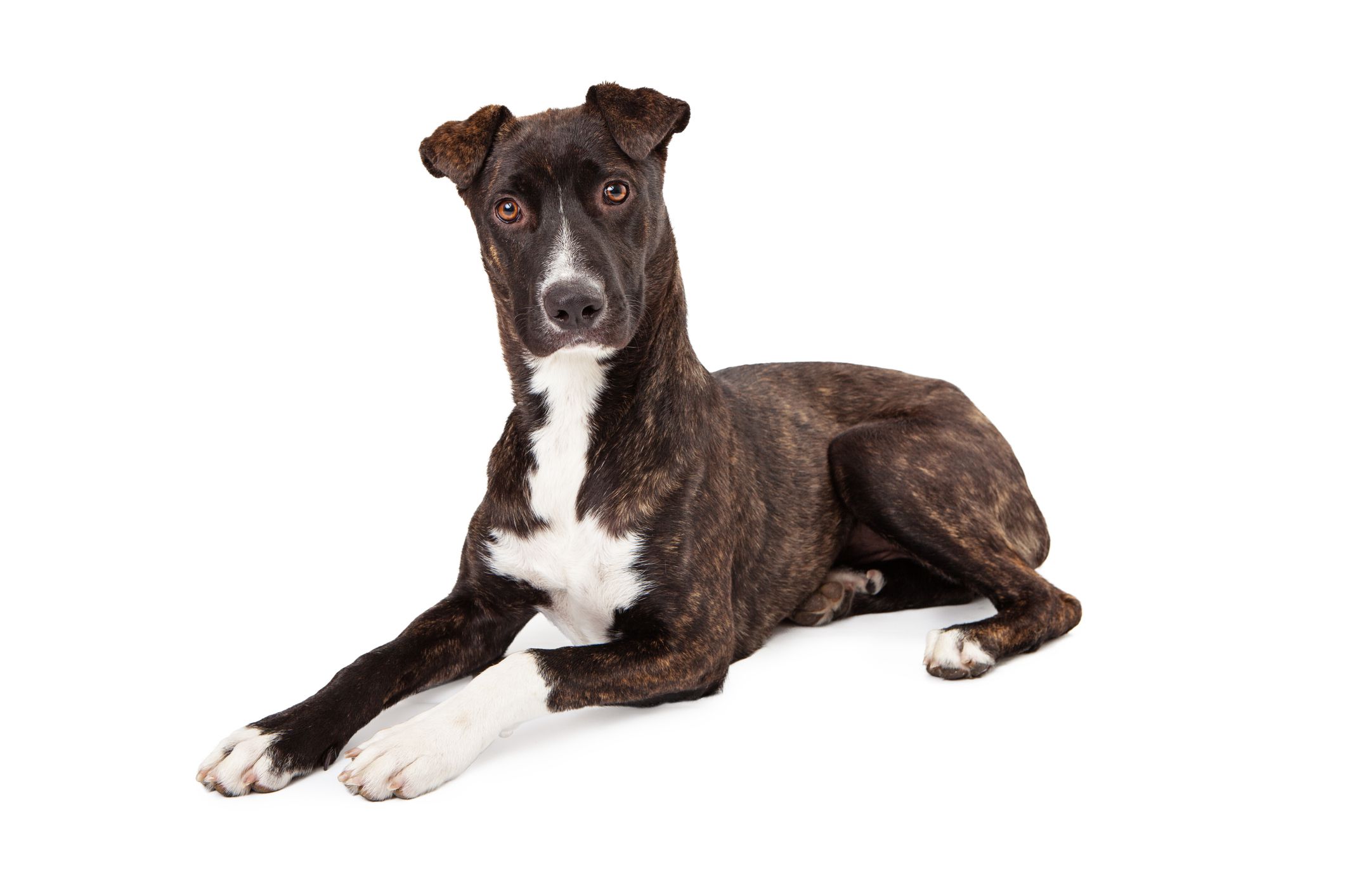 Mountain Cur 3