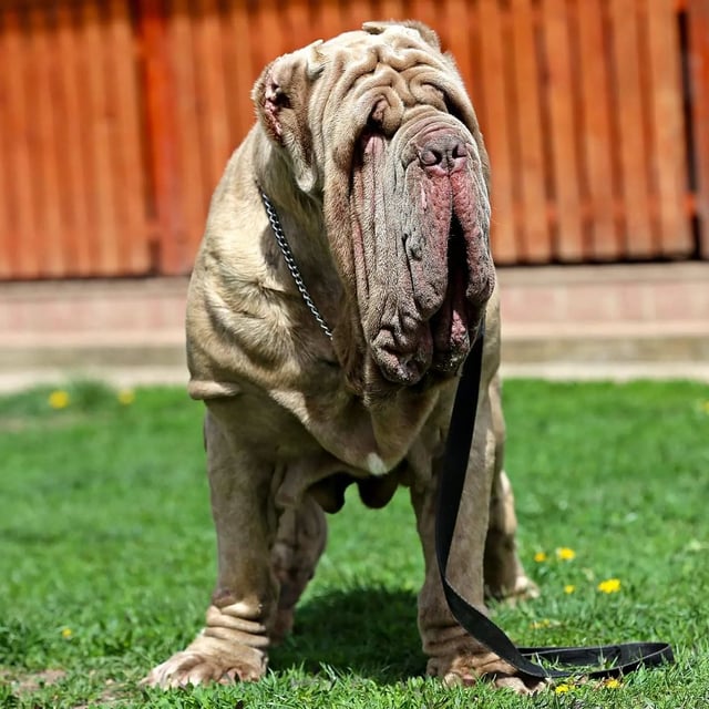 Neapolitan Mastiff 1