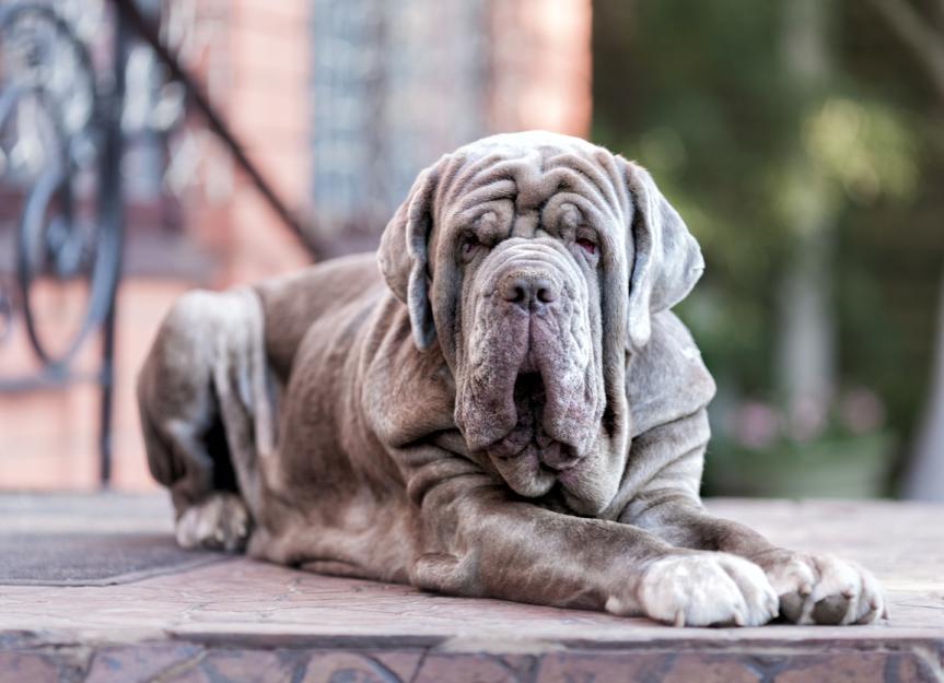 Neapolitan Mastiff 2