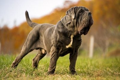 Neapolitan Mastiff 3