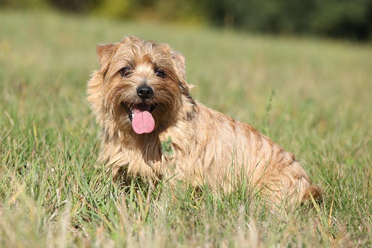 Norfolk Terrier 1