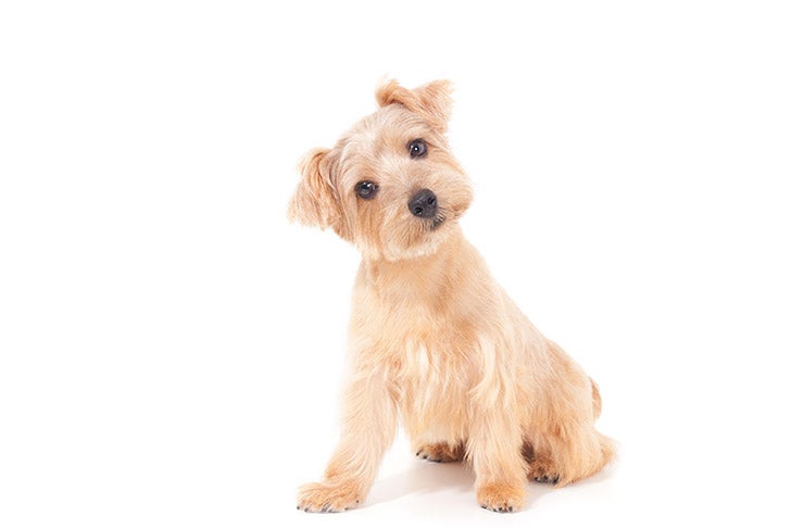 Norfolk Terrier 2