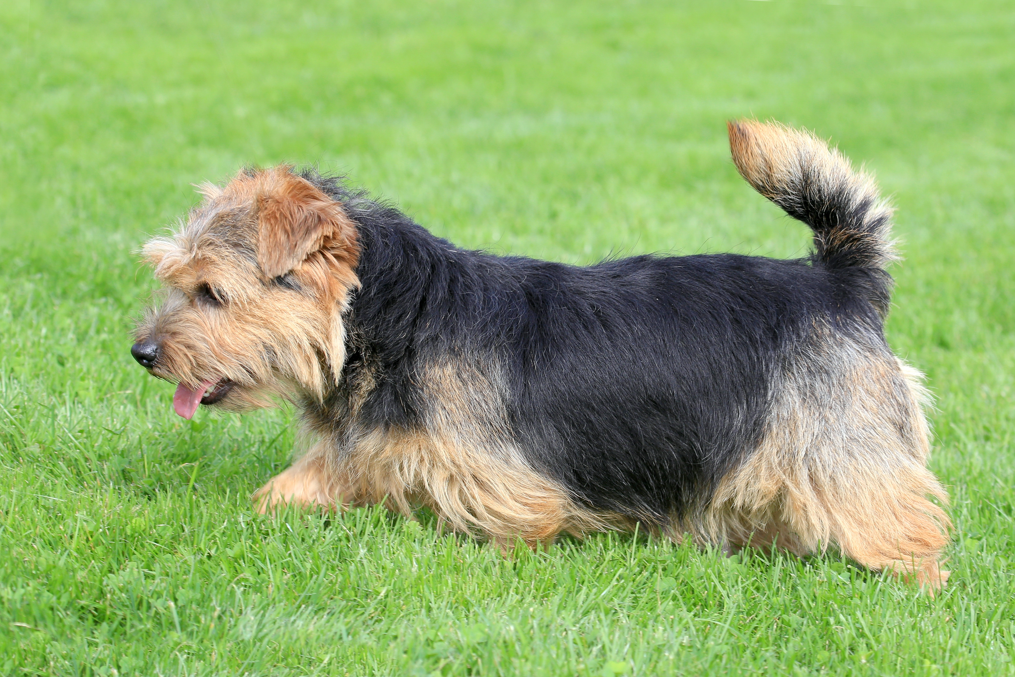 Norfolk Terrier 3