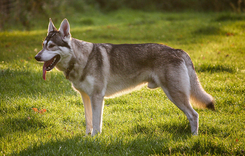 Northern Inuit Dog 1