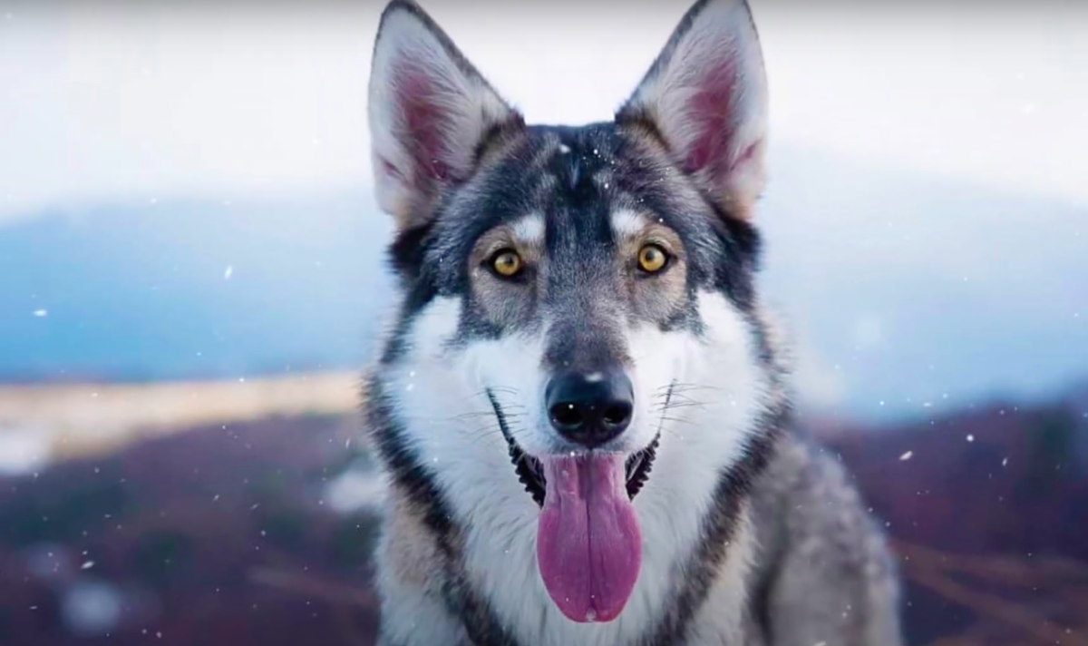Northern Inuit Dog 2