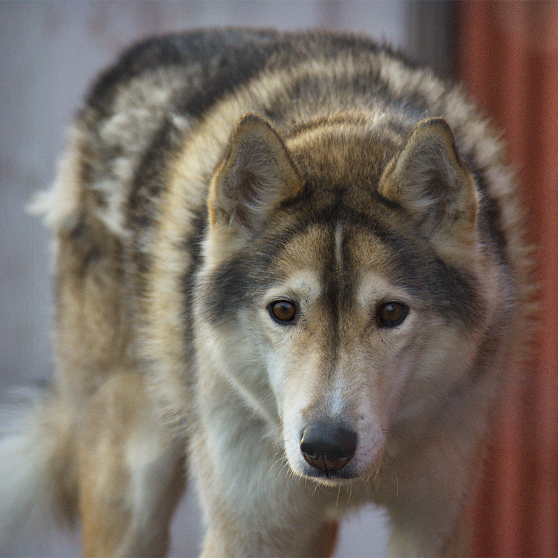 Northern Inuit Dog 3