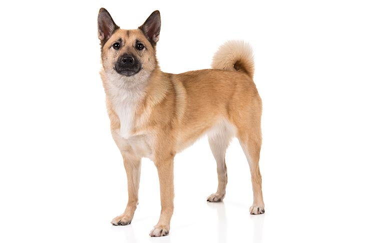 Norwegian Buhund 1