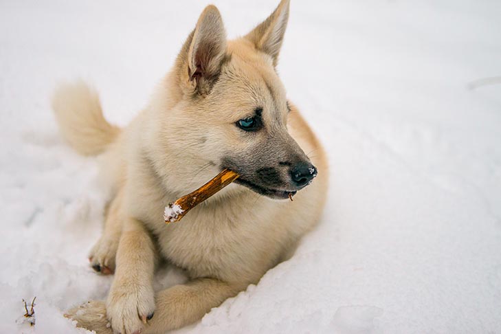 Norwegian Buhund 2