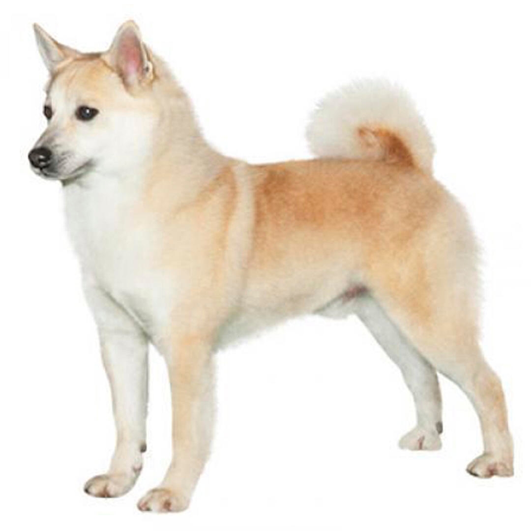 Norwegian Buhund 3
