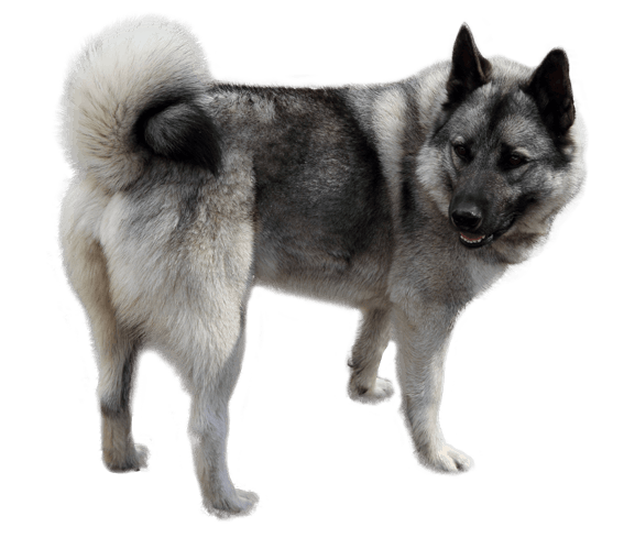 Norwegian Elkhound 2