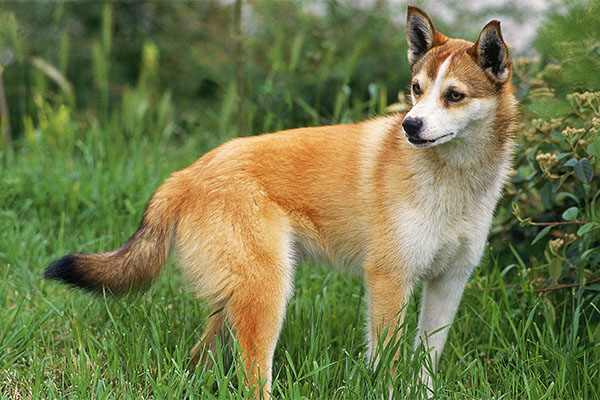 Norwegian Lundehund 1