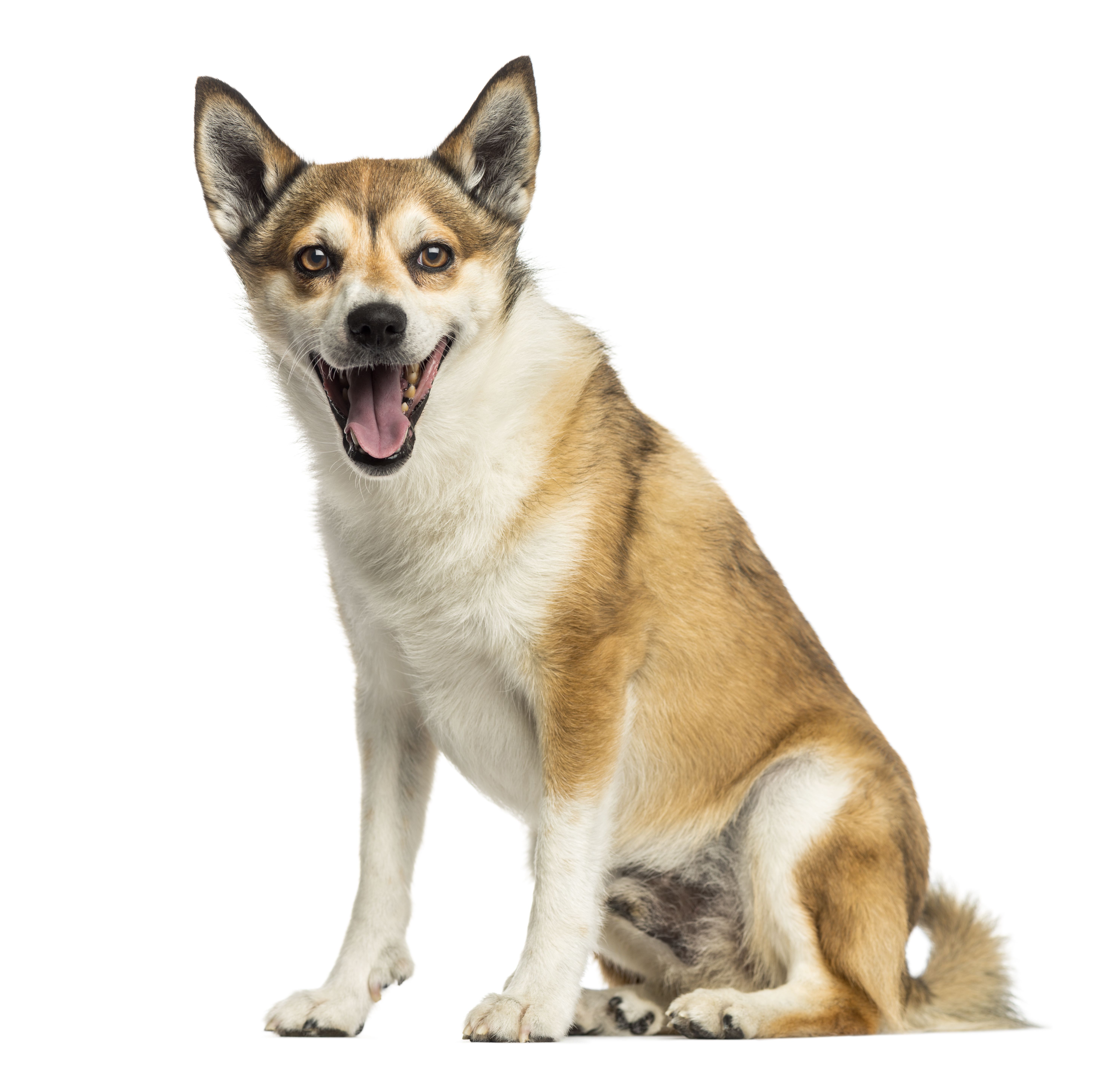 Norwegian Lundehund 2