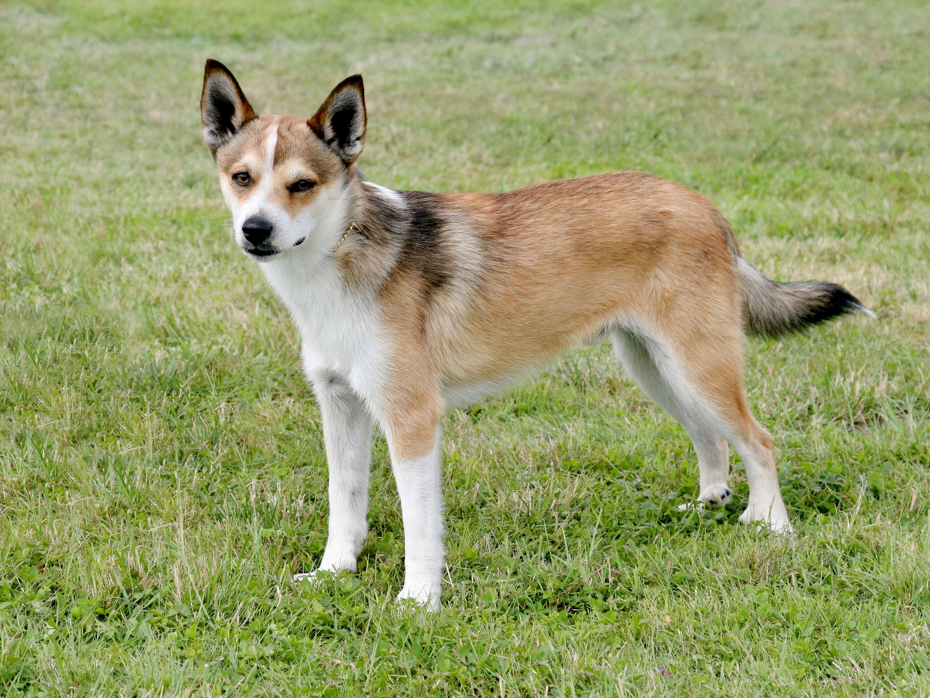 Norwegian Lundehund 3