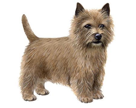 Norwich Terrier 1